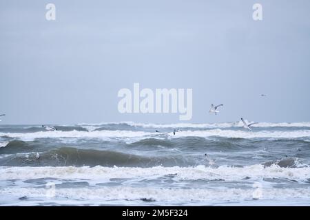 Gabbiani che volano sulle grandi onde del mare del nord. Foto di alta qualità Foto Stock