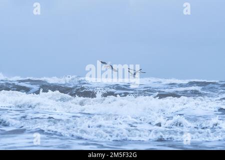 Gabbiani che volano sulle grandi onde del mare del nord. Foto di alta qualità Foto Stock