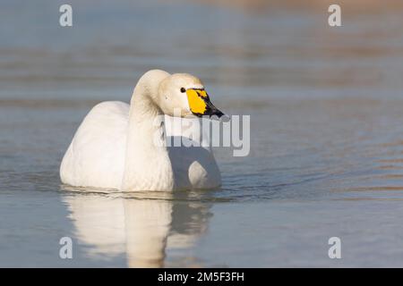 Elegante cigno Whooper (Cygnus cygnus) sulle rive di un fiume. Foto Stock