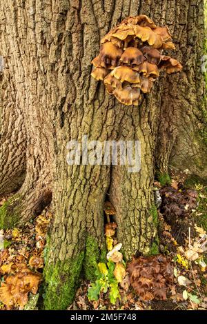 Il caos naturale, l'intimo bosco inglese mostra motivi e texture nell'ambiente Foto Stock