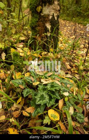 Il caos naturale, l'intimo bosco inglese mostra motivi e texture nell'ambiente Foto Stock