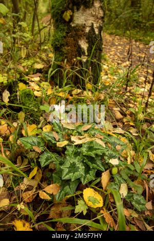 Il caos naturale, l'intimo bosco inglese mostra motivi e texture nell'ambiente Foto Stock