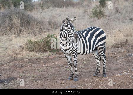 Pianure o zebra di Burchell (Equus quagga), conosciuta anche come la zebra comune Foto Stock