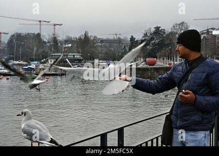 Un uomo che stende una mano per nutrire i gabbiani sulla riva del lago di Zurigo. Foto Stock