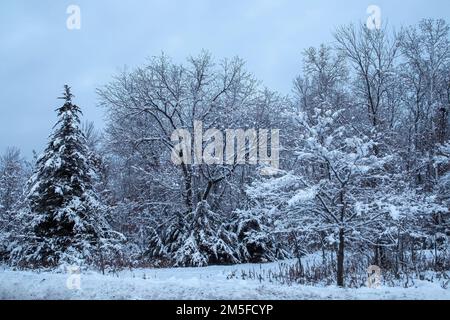 Nevoso scenario invernale durante l'ora blu con neve fresca caduta sugli alberi in una serata invernale a Taylors Falls, Minnesota USA. Foto Stock