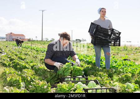 Lavoratori che raccolgono e impilano lattuga fresca in scatole Foto Stock