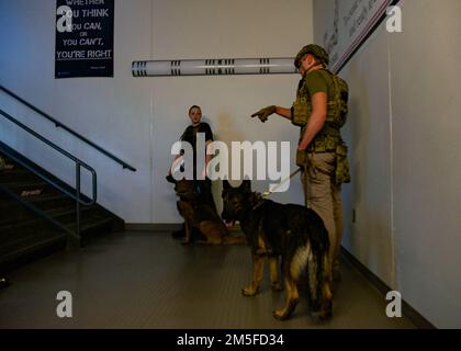 Un Airman con l'unità K-9 della base dell'aeronautica di Minot (a destra) e il comandante della bomba del Dipartimento di polizia di Minot e il movimentatore K-9 Taylor Jensen (a sinistra) eseguono un esercizio di ricerca delle bombe il 11 marzo 2022 alla Erik Ramstad Middle School di Minot, North Dakota. I membri dei servizi di emergenza e di polizia di Minot, insieme al personale della base dell'aeronautica militare di Minot, hanno avuto l'opportunità unica di allenarsi insieme sullo smaltimento delle bombe e sulle esercitazioni di rilevamento in un ambiente scolastico. Foto Stock