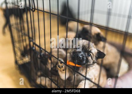 I cuccioli sono stati salvati in una casa di riposo di un volontario. Foto di alta qualità Foto Stock