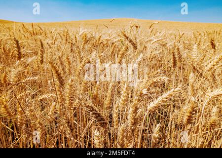 Bei campi dorati di grano; Regione di Palouse; Washington; Stati Uniti Foto Stock