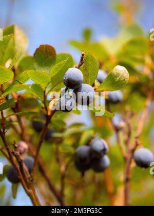 Un primo piano verticale di un ramo di palude di mirtillo, mirtillo, Vaccinium uliginosum in una foresta Foto Stock