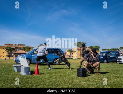 STATI UNITI Navy Military Working Dog (MWD) Szana, centro, partecipa a una dimostrazione di abilità con i gestori MWD e il personale di supporto dell'allevamento della Naval Support Activity (NSA) Napoli MWD Security Team a bordo del NSA Naples Support Site di Gricignano, 12 marzo 2022. La dimostrazione di abilità fa parte della celebrazione della Giornata dei Veterani K-9 della NSA Naples MWD Security Team, organizzata per commemorare il servizio e i sacrifici dei cani militari e da lavoro americani e per educare i membri della comunità NSA Naples al programma MWD. La NSA Naples è una base operativa a terra che consente agli Stati Uniti, agli alleati e alla par Foto Stock