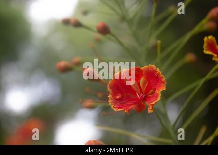 Fiori di pavone (Caesalpinia pulcherrima) fioriscono nel giardino con uno sfondo sfocato Foto Stock