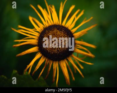 Primo piano di un occhio di cuore, testa di fiore di Telekia speciosa Foto Stock