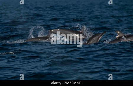 Osservazione dei delfini a Kalpitiya, Sri Lanka. Foto Stock