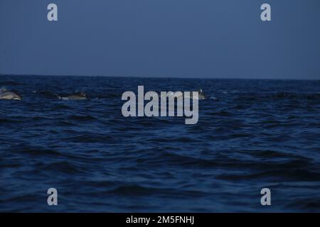 Osservazione dei delfini a Kalpitiya, Sri Lanka. Foto Stock