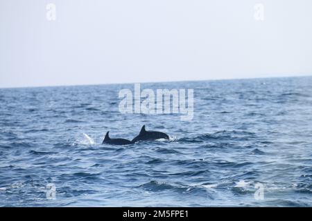 Osservazione dei delfini a Kalpitiya, Sri Lanka. Foto Stock