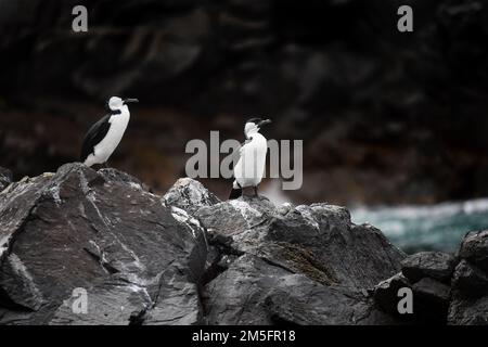 Due cormorani neri sulle rocce a sud di Bruny Island, Tasmania Foto Stock