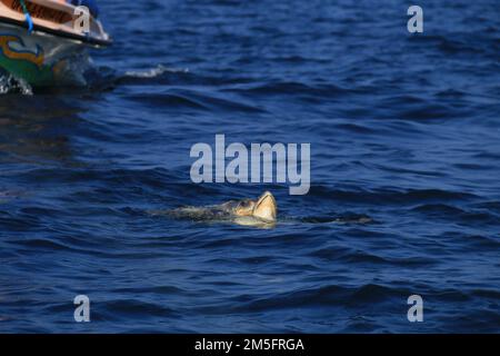 Osservazione dei delfini a Kalpitiya, Sri Lanka. Foto Stock