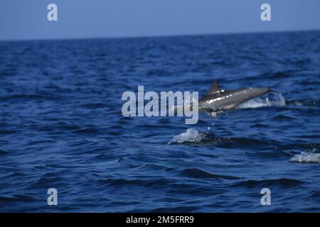 Osservazione dei delfini a Kalpitiya, Sri Lanka. Foto Stock