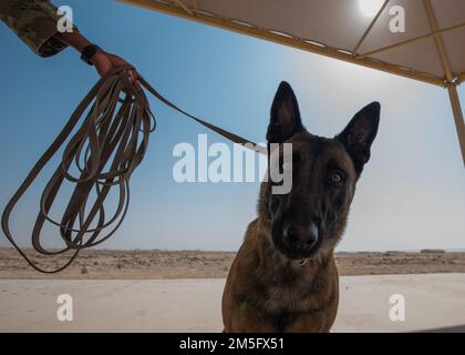 NEGLI STATI UNITI Il cane da lavoro militare dell'aeronautica assegnato allo Squadrone delle forze di sicurezza di spedizione del 379th riposa dopo uno scenario di addestramento alla base aerea di al Udeid, Qatar, 15 marzo 2022. La gamma di competenze di MWD spazia dal rilevamento di esplosivi, al rilevamento di farmaci e alla protezione dei loro operatori in scenari reali. Foto Stock