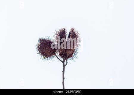 Seme di puberula di Allamanda in un giardino a Rio de Janeiro. Foto Stock