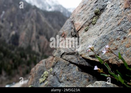 Fiori sulla scogliera nel Big Cottonwood Canyon Utah Foto Stock