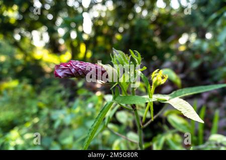 Primo piano di un giovane fiore rosso di ibisco su sfondo chiaro Foto Stock