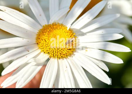 Daisy - Marguerite. Foto del giardino - la bella Daisy - Marguerite. Foto Stock