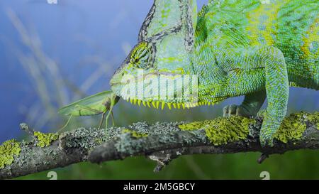 Primo piano di camaleonte maturo velato (Chamaeleo calyptratus) mangia mantis in preghiera. Camaleonte a testa conica o camaleonte dello Yemen e albero transcaucasico Foto Stock