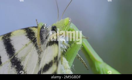 Il mantis verde di preghiera si siede su un ramo dell'albero e mangia la farfalla grande catturata. Mantis europeo (Mantis religiosa) e scarna coda di rondine (Ificlides Foto Stock