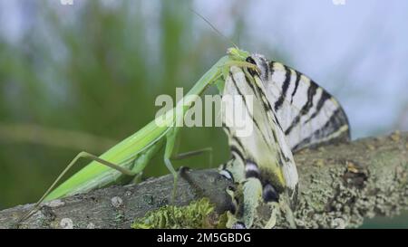 Il mantis verde di preghiera si siede su un ramo dell'albero e mangia la farfalla grande catturata. Mantis europeo (Mantis religiosa) e scarna coda di rondine (Ificlides Foto Stock