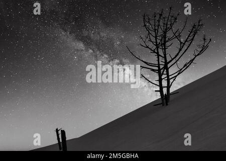 Pino secco morto (Pinus) la sera, l'albero inciampi su deserta duna di sabbia in movimento, cielo stellato, vista dal basso, retroilluminazione, monocromatico, immagine simbolica Foto Stock