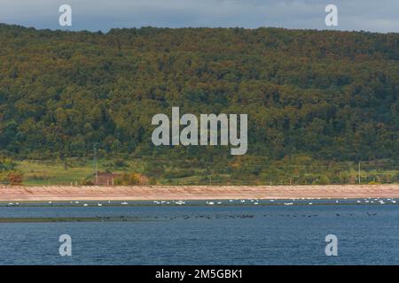 Una vista panoramica degli alberi verdi sulla riva del lago Valcelele nella contea di Arges, Romania Foto Stock