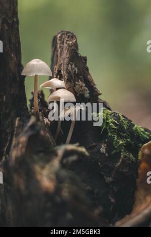 Un primo piano verticale di micena scivolosa (Roridomyces roridus) che cresce su un ceppo di albero in una foresta Foto Stock