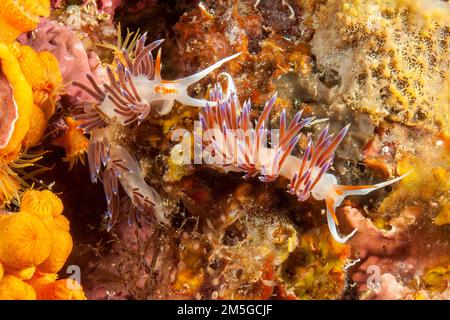 Coppia di nudibranchi girovaganti lumaca (Cratena peregrina) che striscia sulla scogliera con spugne, Mar Mediterraneo, Riserva Marina di Cabrera Foto Stock