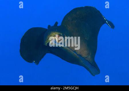 Lepre di mare sooty nero (Aplysia fasciata) grande nudibranca che nuda attraverso l'acqua aperta contro fondo blu, Mar Mediterraneo, stretto di Bonifacio Foto Stock