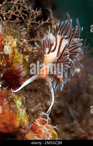 La lumaca del filo migratorio del nudibranch (Cratena peregrina) si estende sugli idrozoani, sul Mar Mediterraneo, sull'Isola del Giglio, in Toscana, Italia Foto Stock