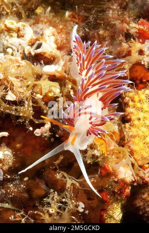 Nudibranch filo migratorio lumaca (Cratena peregrina) pascola gli idrozoani, Mar Mediterraneo, Sardegna, Italia Foto Stock