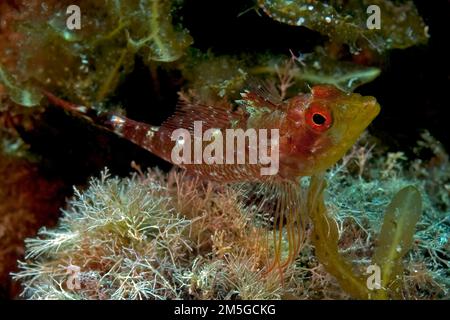 Blenny di faccia nera (Tripterygion delaisi), Mar Mediterraneo, Elba, Toscana, Italia Foto Stock