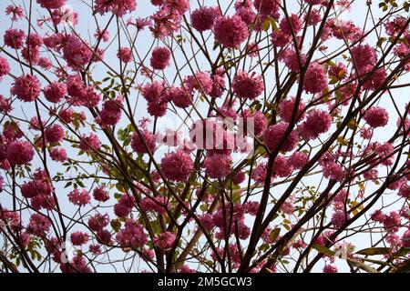 Albero delle trombe rosa (Tabebuia rosea) in fiore : (pix Sanjiv Shukla) Foto Stock