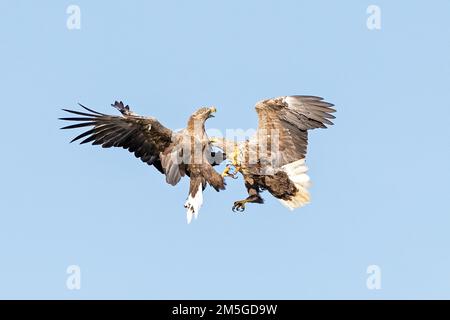 Aquila dalla coda bianca (Haliaeetus albicilla) in lotta in volo, Meclemburgo Distretto dei Laghi, Meclemburgo-Pomerania occidentale, Germania Foto Stock