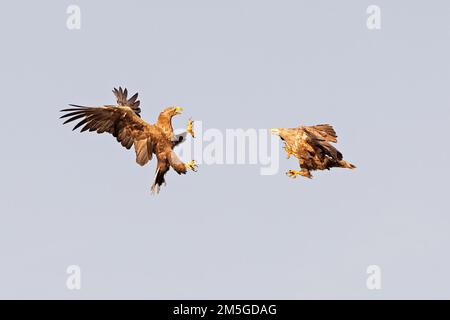 Aquila dalla coda bianca (Haliaeetus albicilla) in lotta in volo, Meclemburgo Distretto dei Laghi, Meclemburgo-Pomerania occidentale, Germania Foto Stock