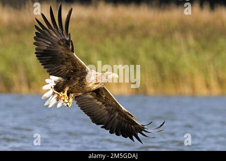 L'aquila volante dalla coda bianca (Haliaeetus albicilla) cattura un rudd (Scardinius eritrophtalmus), il Distretto dei Laghi di Meclemburgo, Meclemburgo-Ovest Foto Stock