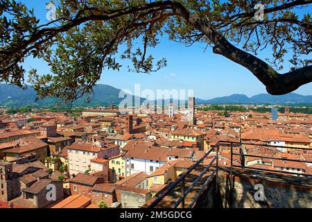 Vista panoramica dall'alto dalla Torre Guinigi del centro storico di Lucca, Tunscany, Italia Foto Stock