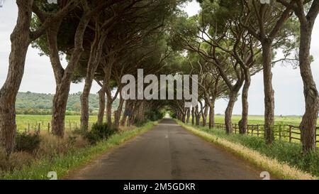 Viale dei pini su una strada di campagna, provincia di Grosseto, Toscana, Italia Foto Stock