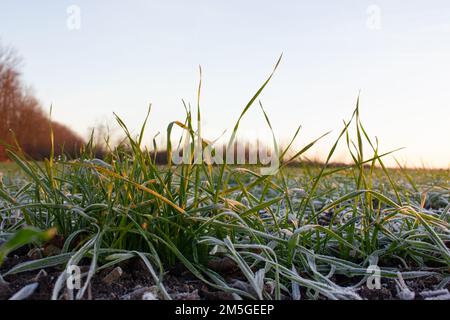 Cespugli di grano con foglie congelate in primavera. Il grano invernale è coperto di gelo che si scioglie sotto i raggi del sole del mattino Foto Stock