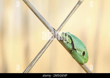 Rana europea (Hyla hyla), che riposa sull'attraversamento di canne, Lago Neusiedl, Austria Foto Stock