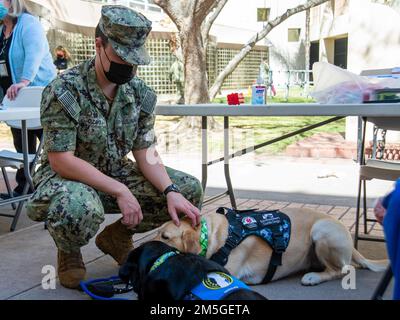 220317-N-AU520-1051 SAN DIEGO (17 marzo 2022) Midshipman James Ozaki, un cadetto di 4th anni presso l'Accademia Navale degli Stati Uniti, cani da servizio a bordo Navy Medicine Readiness and Training Command (NMRTC) San Diego Marzo 17. Cornerstone Therapeutic Riding Center fornisce a coloro che ne hanno bisogno l'accesso ai cavalli per i benefici terapeutici. La missione di NMRTC San Diego è preparare i membri del servizio a schierarsi a sostegno delle forze operative, fornire servizi sanitari di alta qualità e plasmare il futuro della medicina militare attraverso l'istruzione, la formazione e la ricerca. NMRTC San Diego impiega più di 6.000 ca Foto Stock