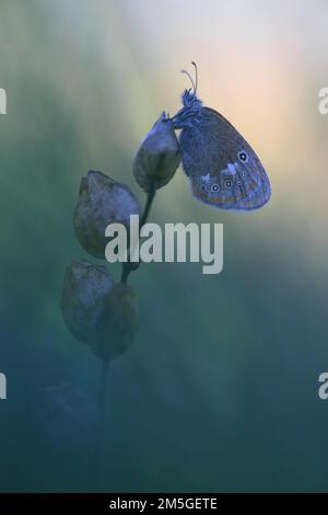 Brughiera di castagno (glicerina di Coenonympha), che riposa sui semi all'alba, Baviera, Germania Foto Stock