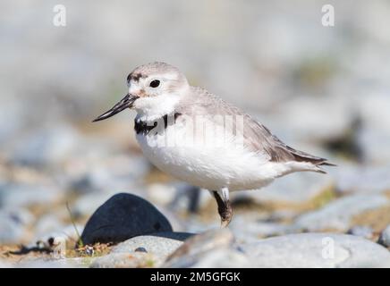 Wrybill (Anarhynchus frontalis) in piedi in un letto del fiume con le pietre. Razze di It su grandi fiumi intrecciato nel centro di South Island, in Nuova Zelanda. Foto Stock